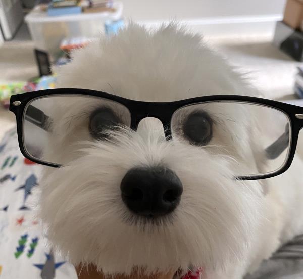 /Images/uploads/Mid County Chamber of Commerce/pet-mayor-2022/entries/24730thumb.jpg